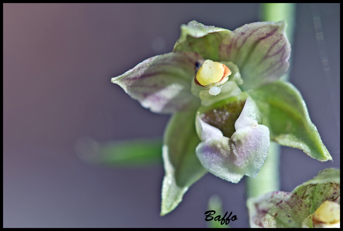 Epipactis helleborine